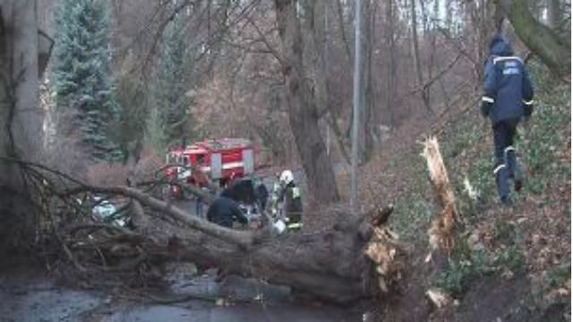 Травмовані люди, вирвані дерева: як буревій лютував на Західній Україні Травмовані люди, вирвані дерева: як буревій лютував на Західній Україні