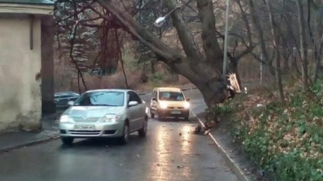 З'явилося відео, як дерево розчавило таксі у Львові