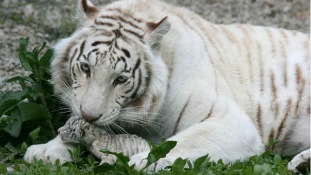 Дитинча Тигрюлі замерзло у Криму 