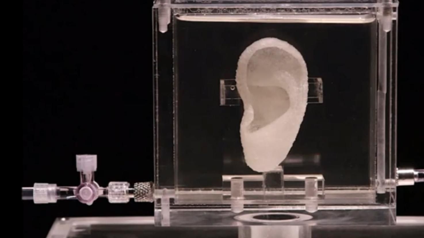 Ученые клонировали ухо Ван Гога Ученые клонировали ухо Ван Гога