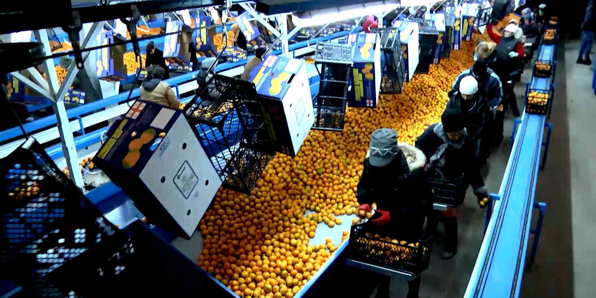 Тайны мандаринового бизнеса в Грузии