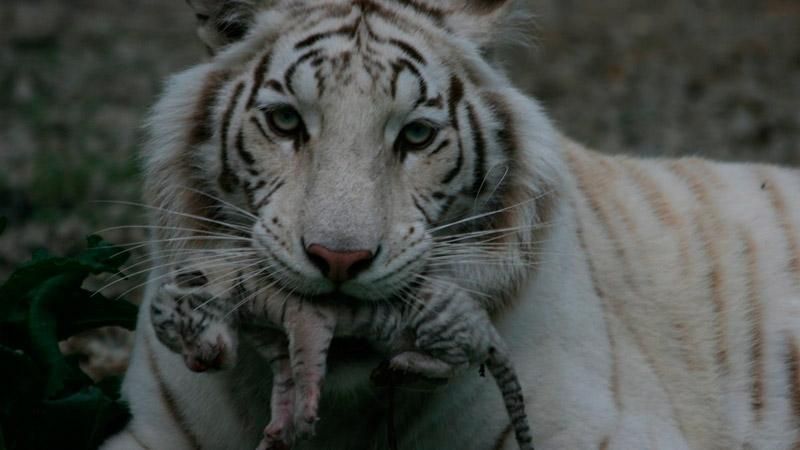 В Крыму умерли трое детенышей Тигрюли В Крыму умерли трое детенышей Тигрюли