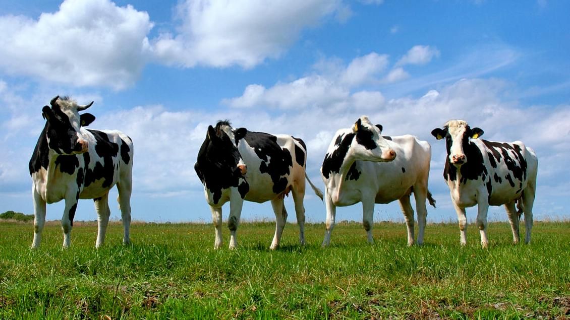 В "Газпроме" вступились за коров В "Газпроме" вступились за коров