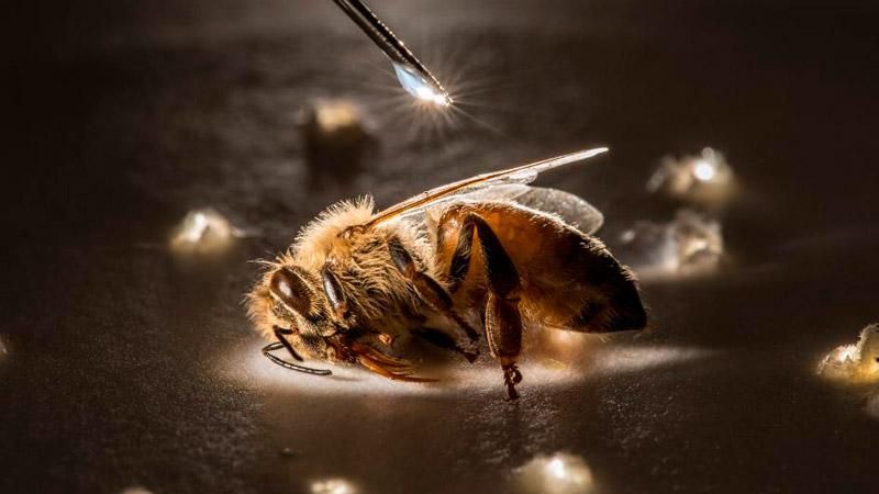 Незабываемые фото 2015 года по версии National Geographic Незабываемые фото 2015 года по версии National Geographic