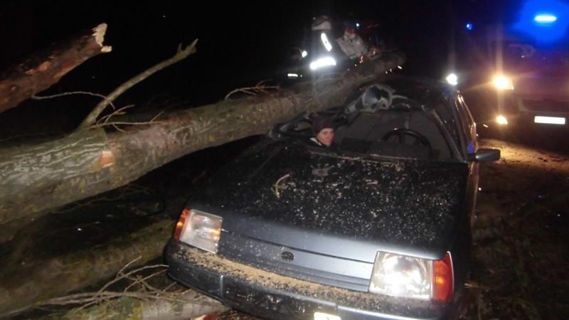 В  Киевской области дерево едва не убило троих человек