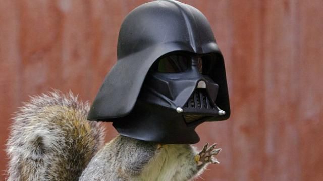 Животные в роли Дарта Вейдера: сеть покоряет смешное видео Животные в роли Дарта Вейдера: сеть покоряет смешное видео