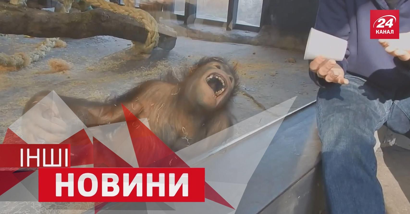 ДРУГИЕ Новости. Какие фокусы любят орангутанги, самая креативная реклама года