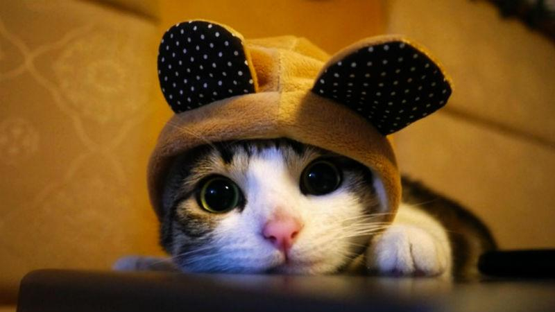 Россиян скоро могут штрафовать за то, что они не накормили кота