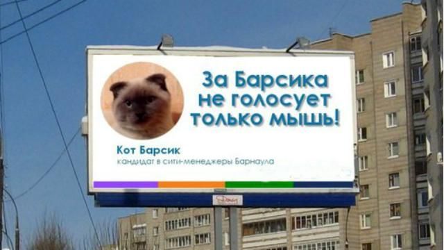 Жители российского города хотят видеть мэром кота
