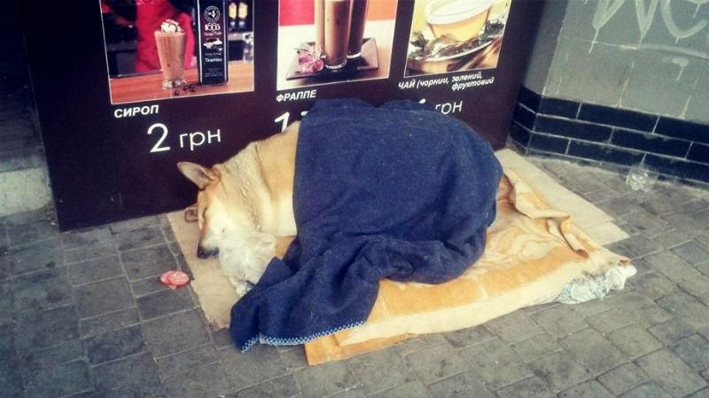 Бездомному собаці зробили ліжечко в самому центрі Тернополя