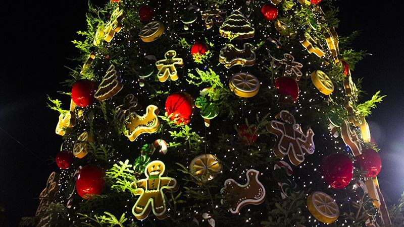 Яка ялинка прикрасить ваш дім на свята? Яка ялинка прикрасить ваш дім на свята?