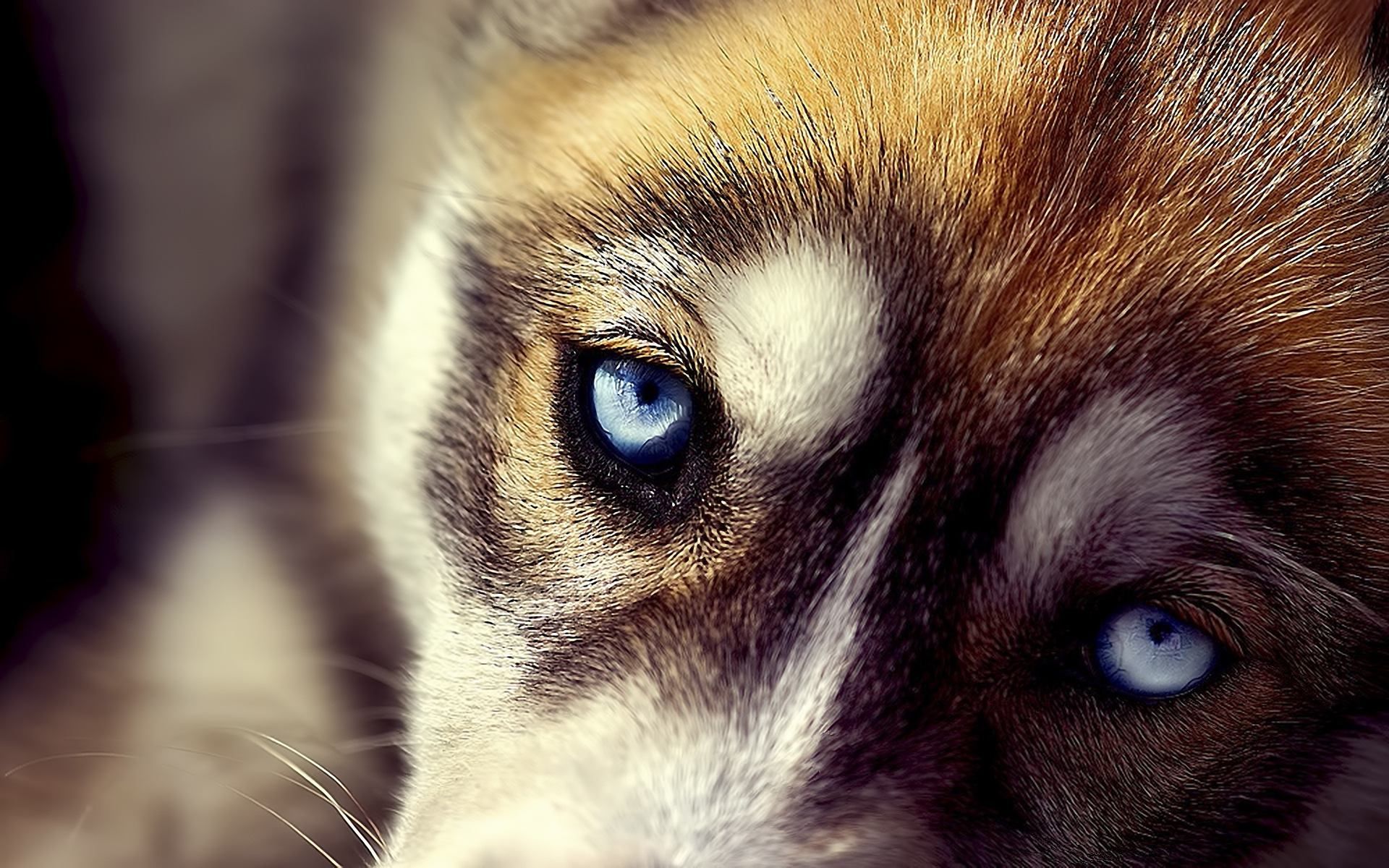 У Полтаві пес врятував від смерті дівчину, яка потрапила у ДТП У Полтаві пес врятував від смерті дівчину, яка потрапила у ДТП