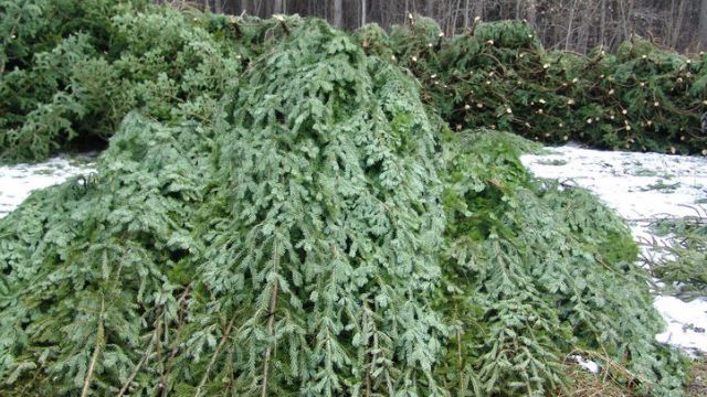  В "ДНР" завезли небезпечні ялинки