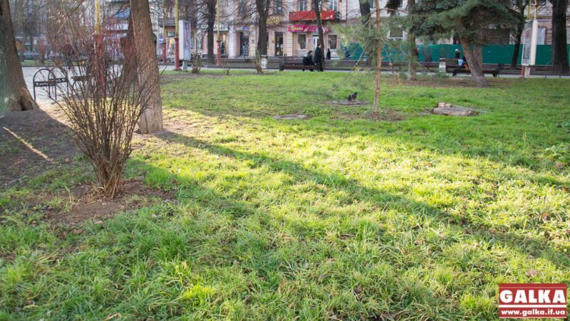 Аномальна зима у Франківську. На деревах – бруньки і листочки Аномальна зима у Франківську. На деревах – бруньки і листочки