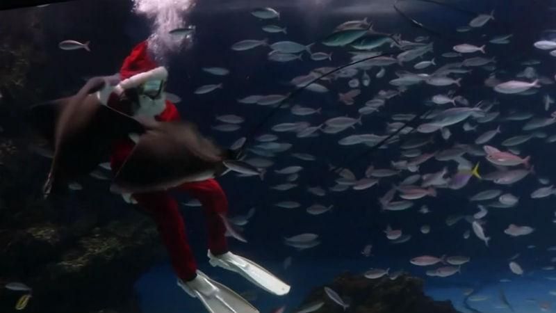 Санты-дайверы, нарядные слоны и флешмобы: как празднуют Рождество в мире Санты-дайверы, нарядные слоны и флешмобы: как празднуют Рождество в мире