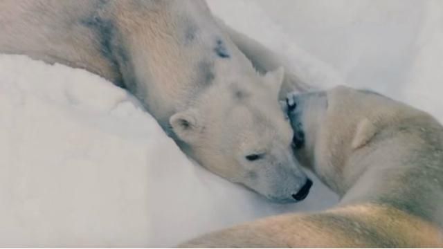 Білим ведмедям із зоопарку подарували тонни снігу: з’явилося веселе відео 