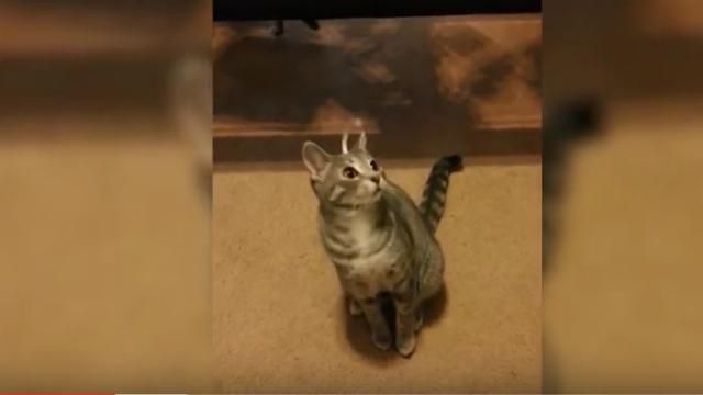 У мережі показали найсмішніші відео із тваринами 2015 року 