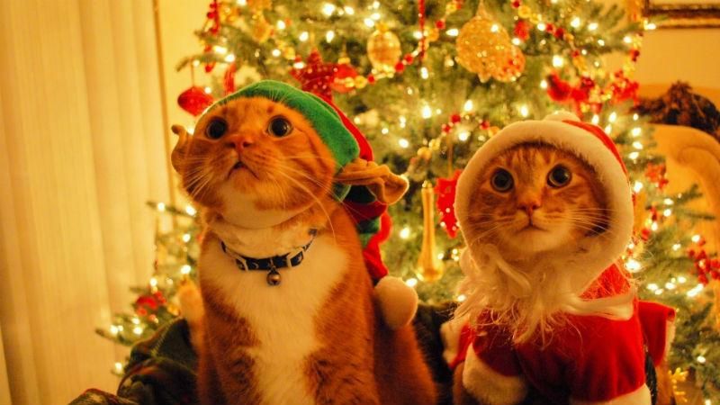 Куда пойти на Новый год в Киеве: познавательная инфографика Куда пойти на Новый год в Киеве: познавательная инфографика