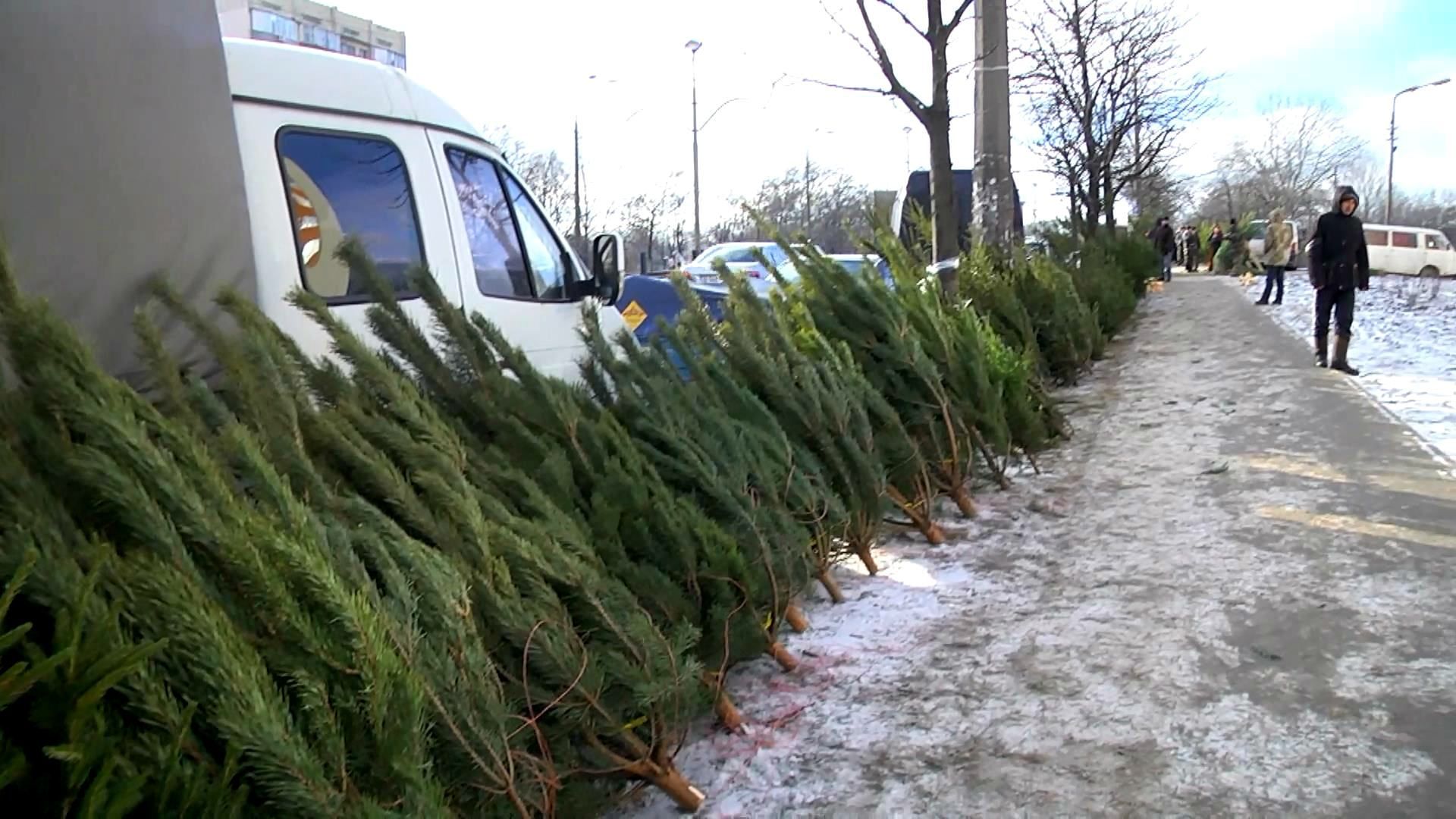 Как приобрести легальную елку Как приобрести легальную елку