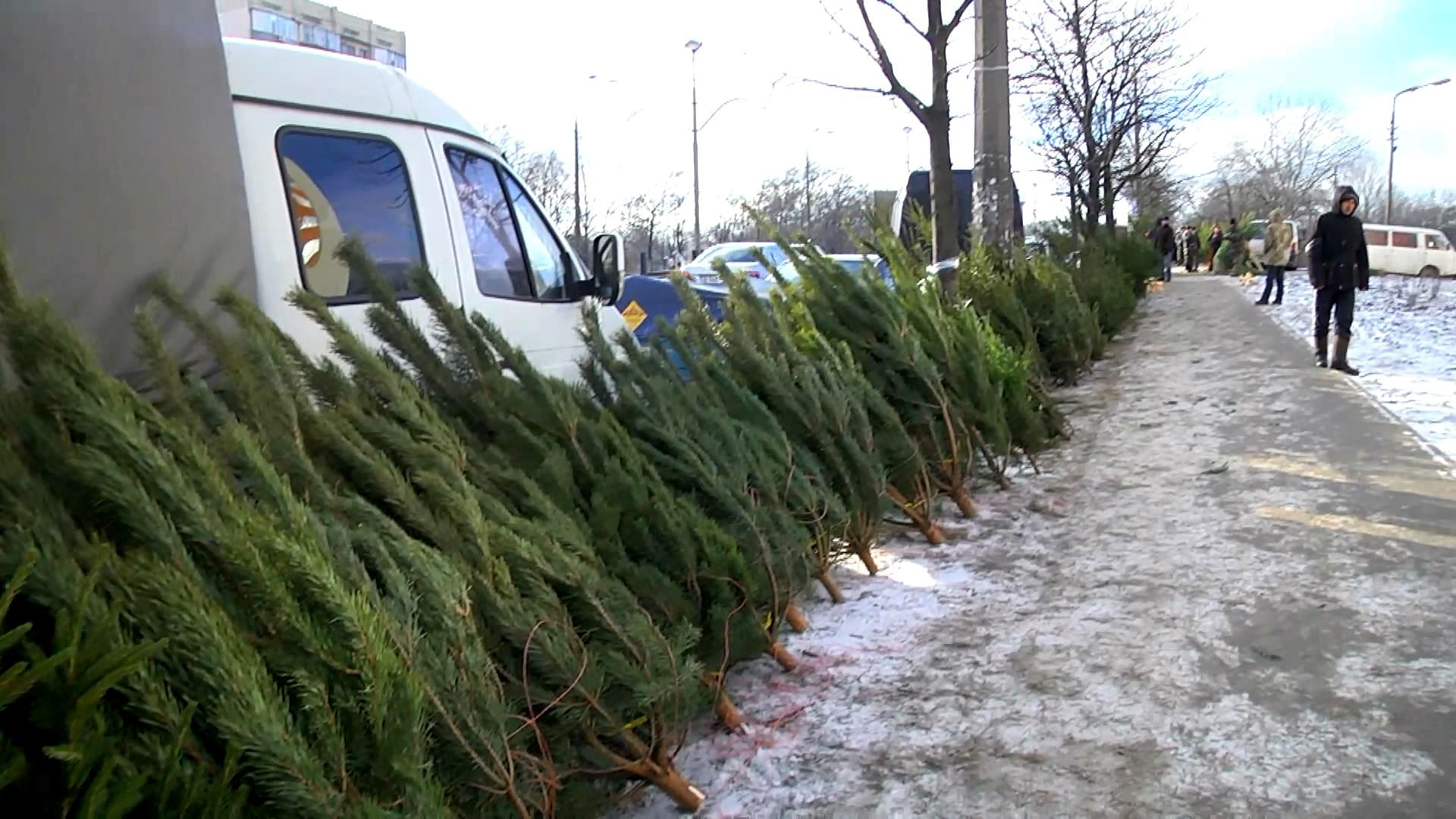 Как приобрести легальную елку