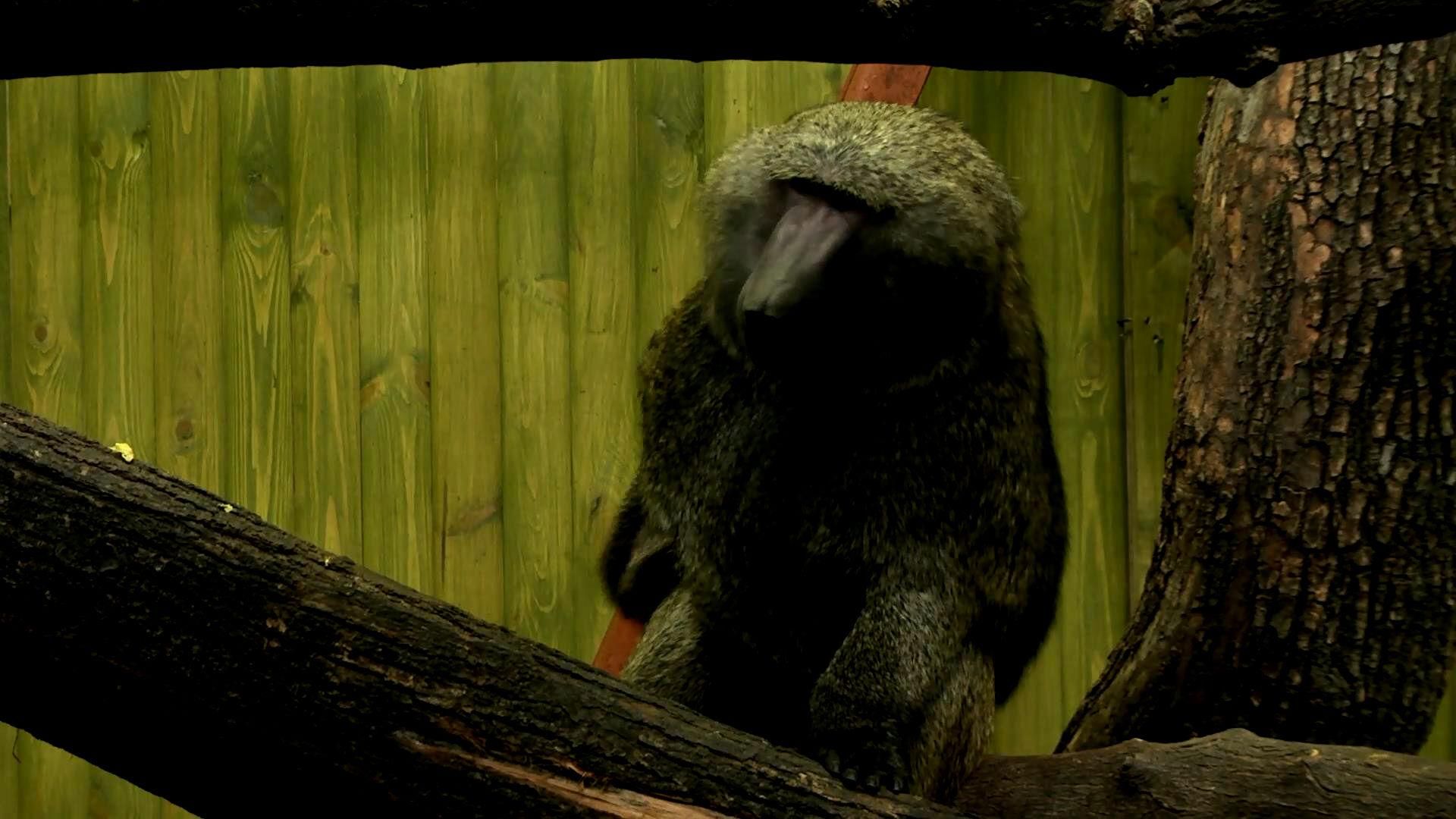 Як святкували Новий рік тварини-символи 2016-го Як святкували Новий рік тварини-символи 2016-го