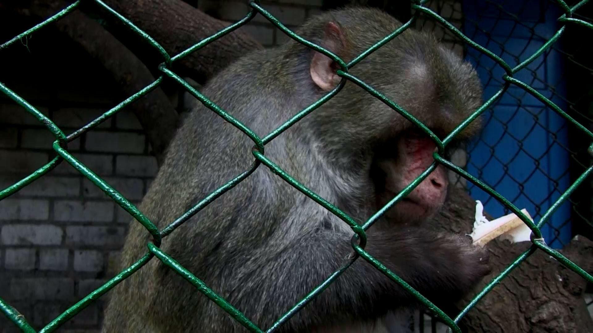 Символ 2016 года в Херсоне ест сало и не любит женщин Символ 2016 года в Херсоне ест сало и не любит женщин