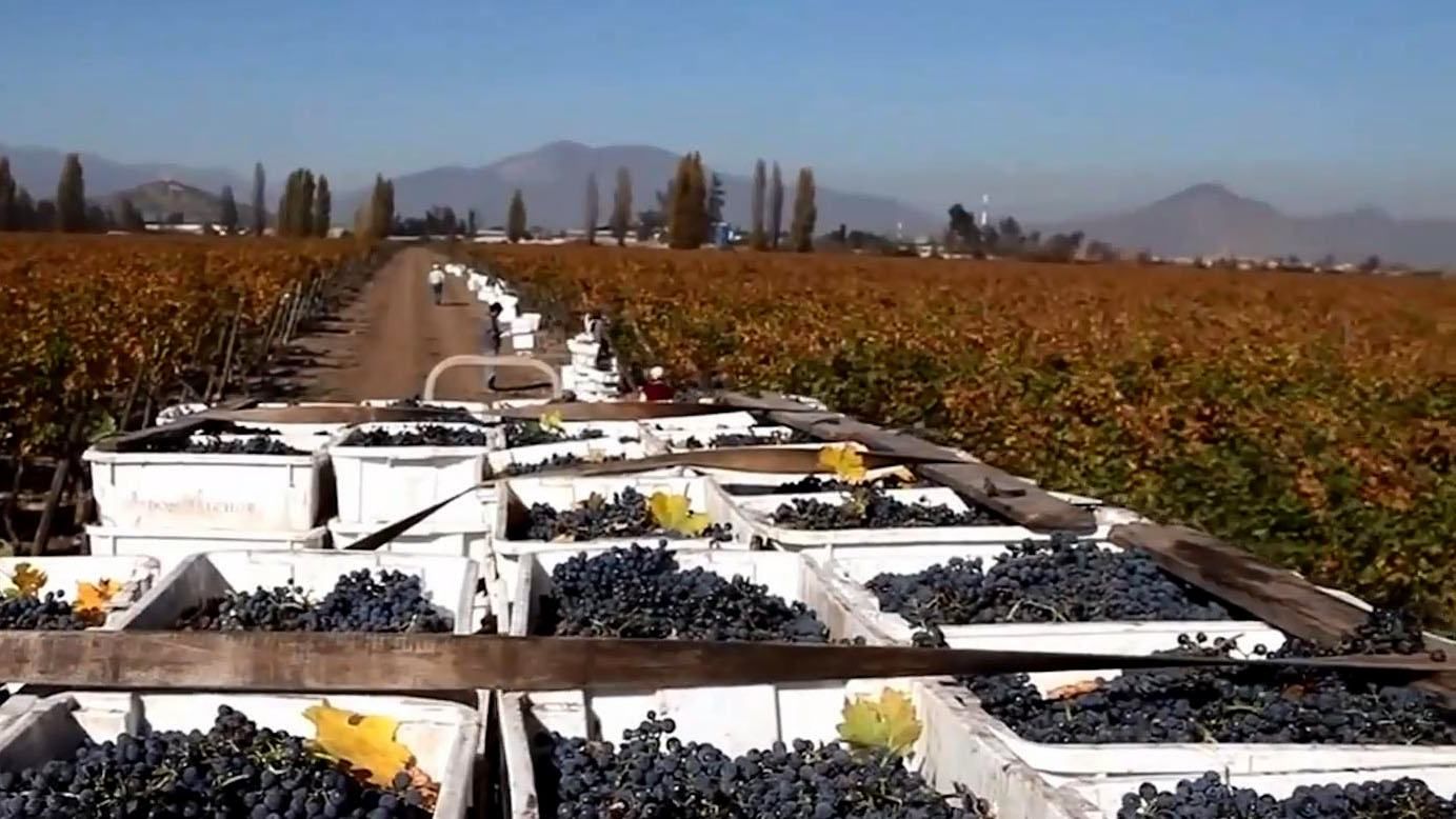 Як чилійські вина завоювали світ
