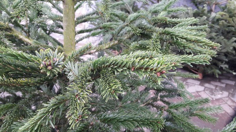 Межигорье принимает непроданные елки Межигорье принимает непроданные елки