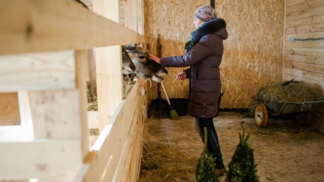 Как непроданные елки стали праздником для зверей Януковича Как непроданные елки стали праздником для зверей Януковича