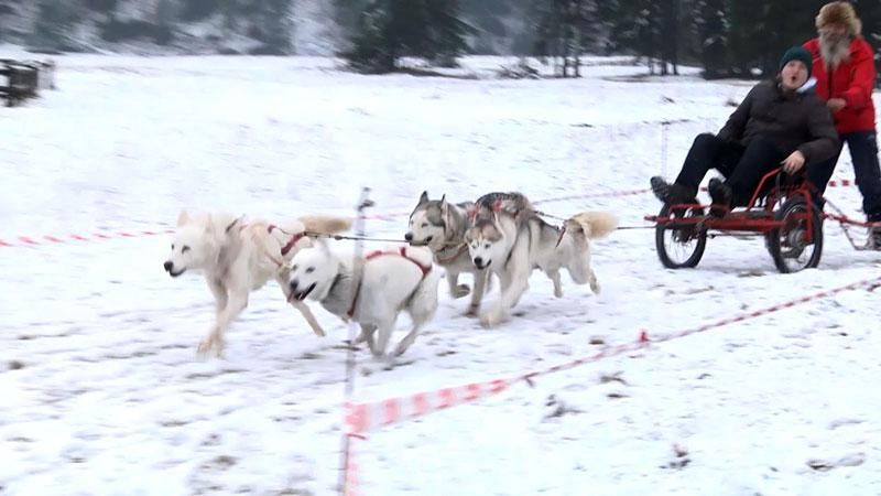 В Польше прогулки на ездовых собаках вытесняют снегоходы