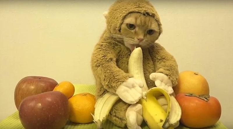 Кот в роли обезьянки с бананом взорвал сеть