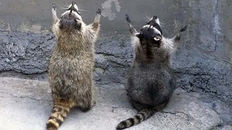 В ЄС збираються боротися з білками і єнотами В ЄС збираються боротися з білками і єнотами