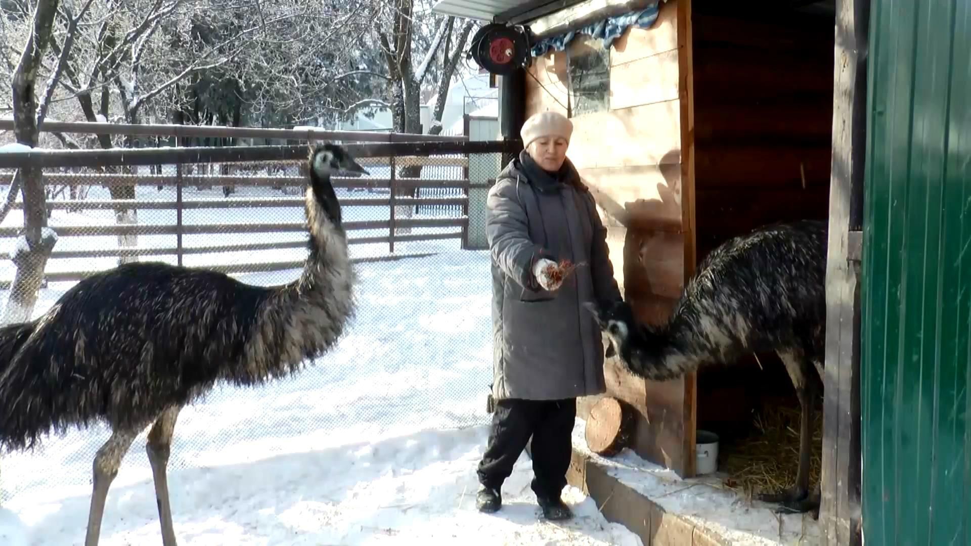 Як живе страус, якого український боєць врятував у зоні АТО
