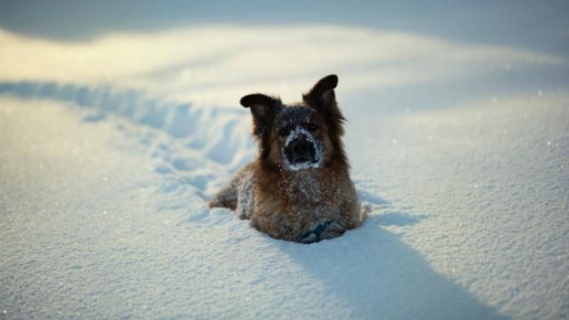Киян попередили про сильні снігопади Киян попередили про сильні снігопади