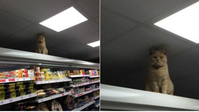 Кіт, який "завідує" супермаркетом, розсмішив мережу 