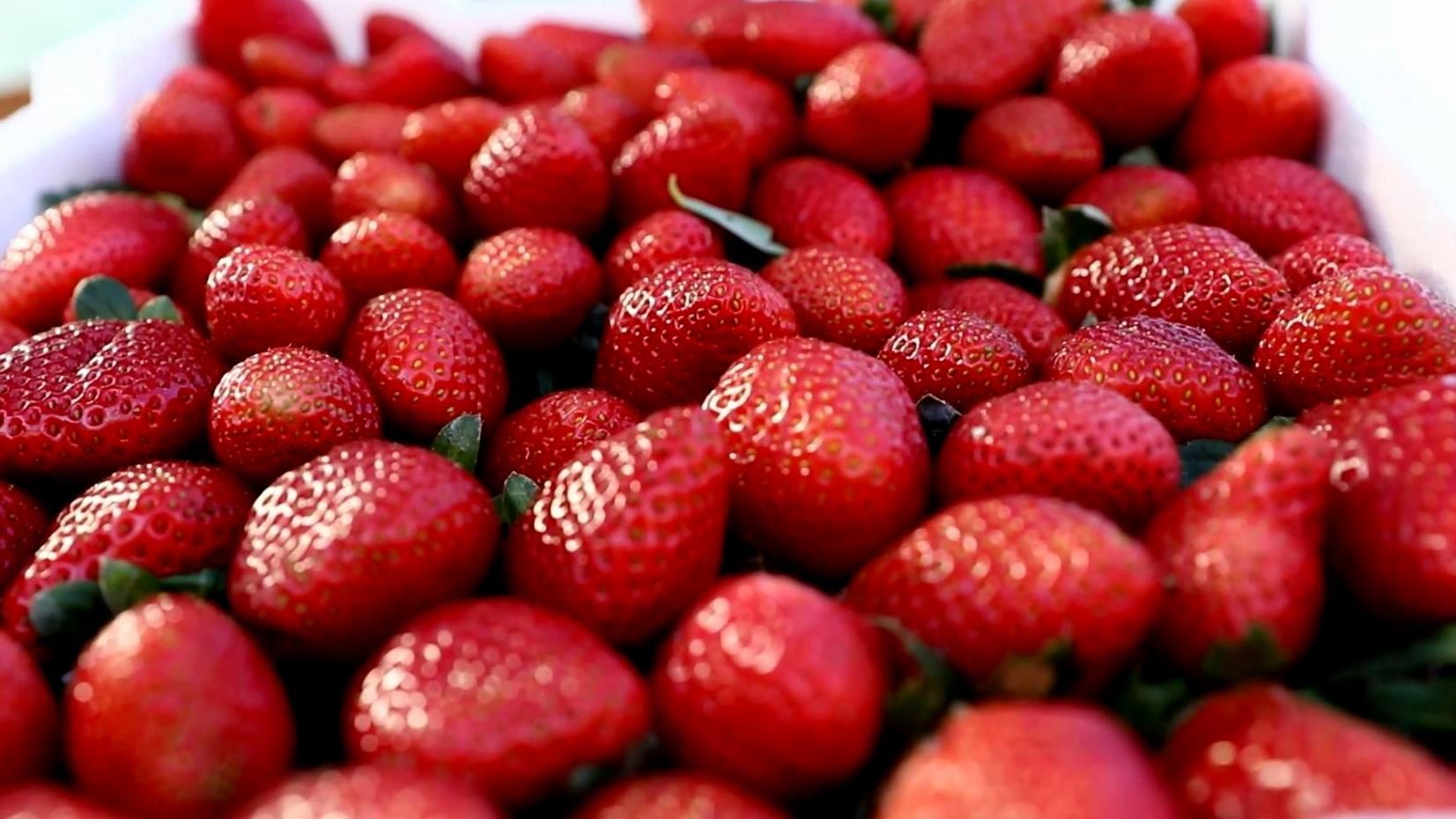 Альтернатива супермаркетам и рынкам: израильтяне продают клубнику прямо с поля Альтернатива супермаркетам и рынкам: израильтяне продают клубнику прямо с поля