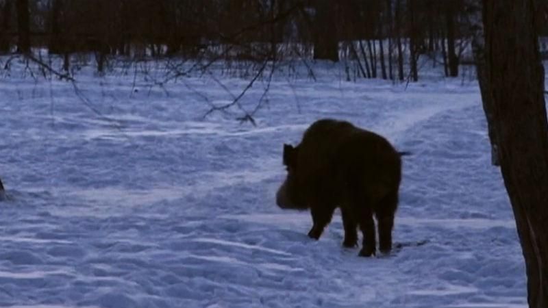 Дикий кабан перепугал российский город