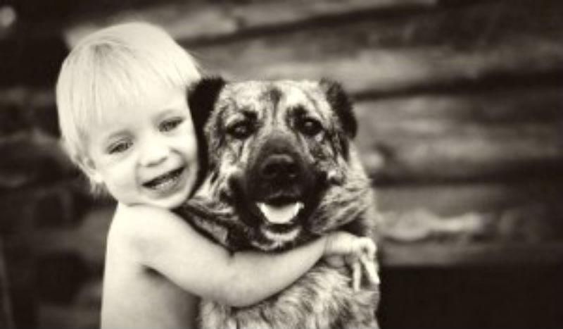 Собаки розпізнають емоції людей Собаки розпізнають емоції людей