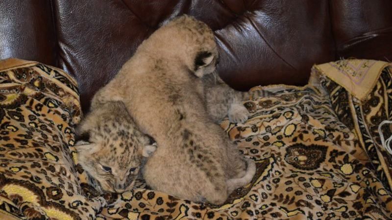 Рідкісні левенята народилися у запорізькому зоопарку Рідкісні левенята народилися у запорізькому зоопарку