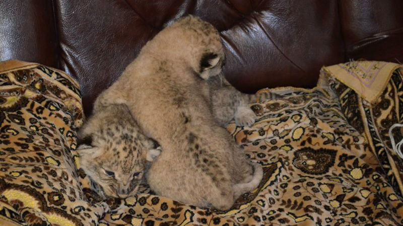Редкие львята родились в запорожском зоопарке