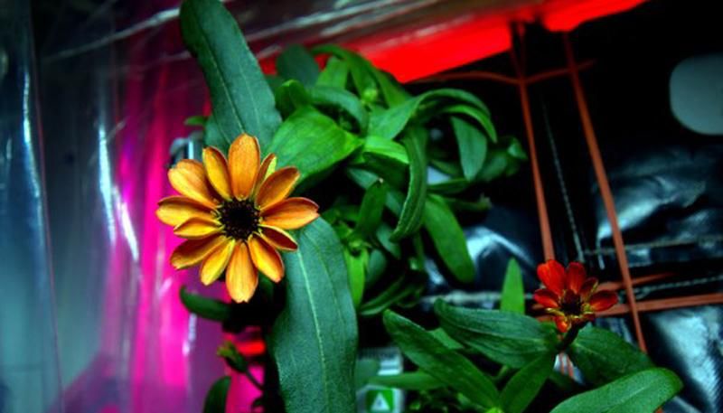 Фотофакт: у космосі розцвіла перша в історії квітка