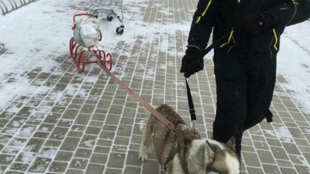 "Засніжені" одесити в магазини їздять на собаках "Засніжені" одесити в магазини їздять на собаках