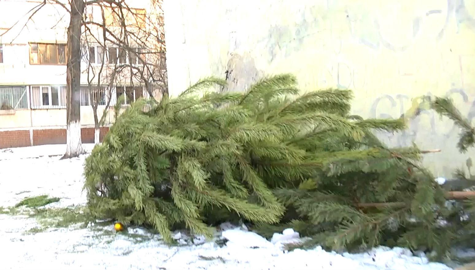 Як у Києві знищують ялинки Як у Києві знищують ялинки