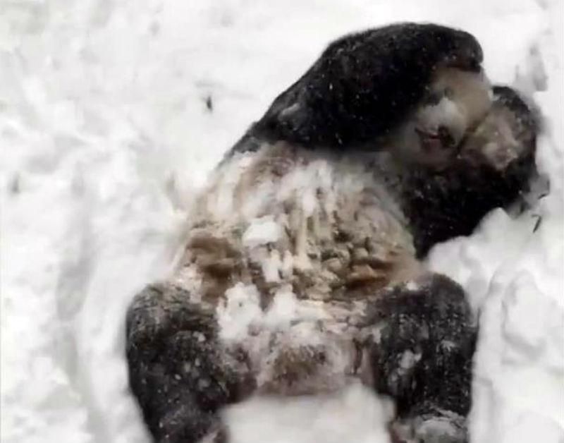 Видео дня: панда радуется снежной бури