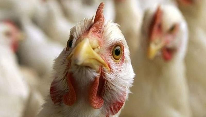 Село у Криму закрили на 30 днів: від людей вимагають знищити всю птицю Село у Криму закрили на 30 днів: від людей вимагають знищити всю птицю