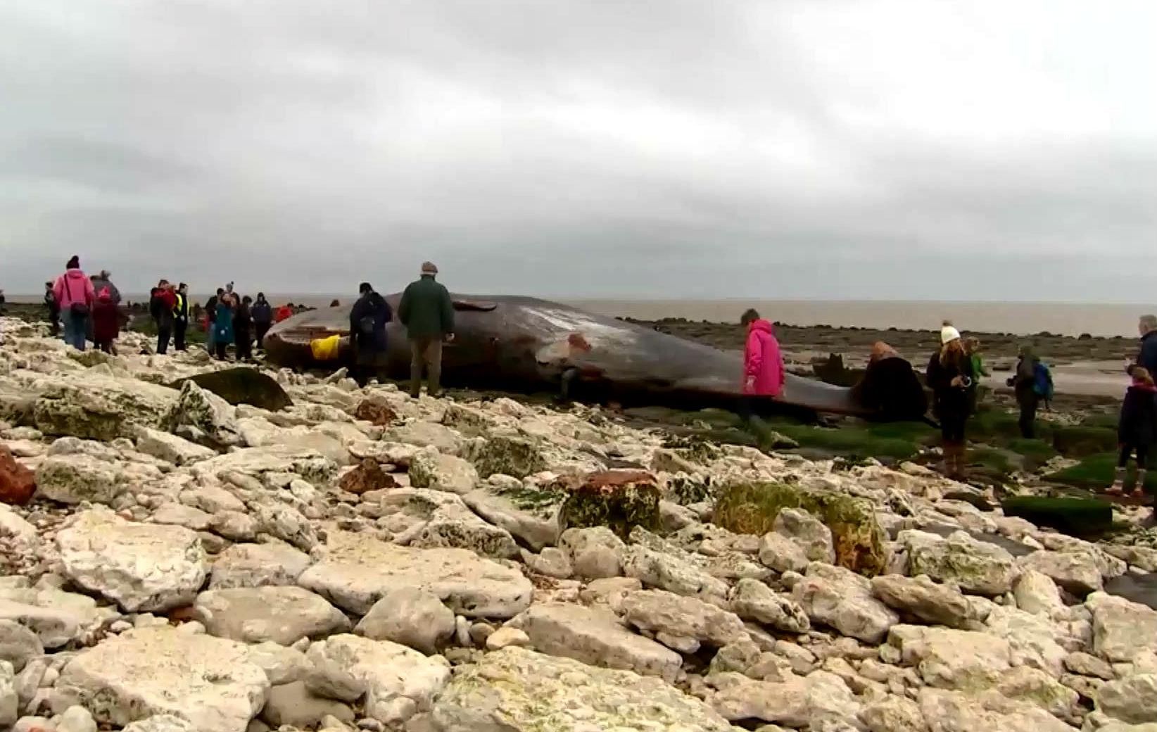 Невдача чи масове самогубство: чотирьох китів знайшли мертвими Невдача чи масове самогубство: чотирьох китів знайшли мертвими