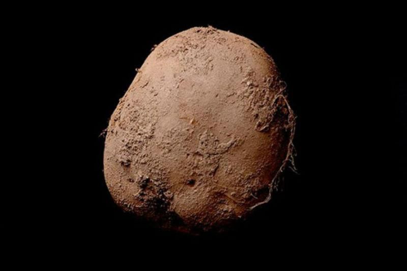 Как фотограф сумел продать снимок картофеля за миллион Как фотограф сумел продать снимок картофеля за миллион