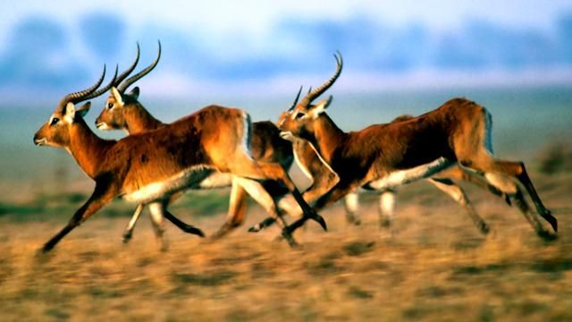 Настоящая гордость Украины — заповедник "Аскания-Нова" - 25 января 2016 - Телеканал новин 24 Настоящая гордость Украины — заповедник "Аскания-Нова" - 25 января 2016 - Телеканал новин 24