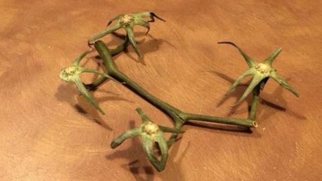 Мужчина ветку от помидоров продавал как беспилотник Мужчина ветку от помидоров продавал как беспилотник