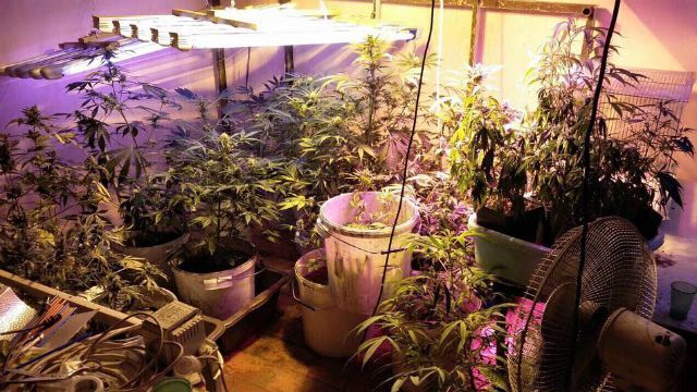 Як виглядає плантація марихуани посеред квартири: нарколаболаторію викрили у Запоріжжі